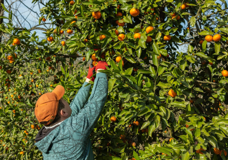 O produtor rural pode colher seus produtos e colocá-los diretamente nas Caixas HB