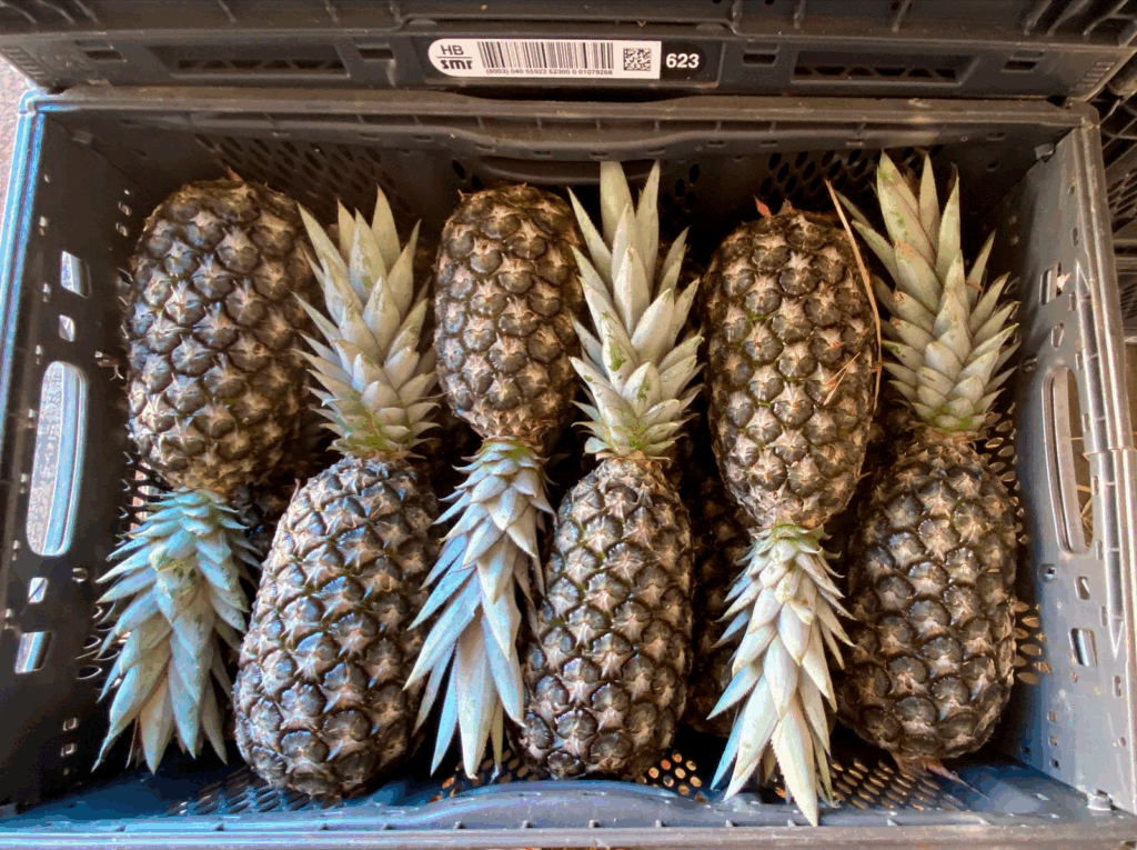 Vantagens das Caixas HB na cadeia de suprimentos de FLVs.