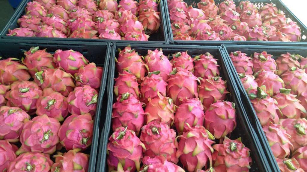 Caixas HB a solução para reduzir os desperdícios