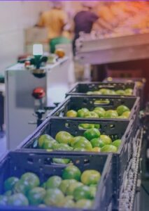 Padronização de embalagens eleva eficiência logística na Alfa Citrus